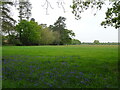 Bluebells and grassland, Hill Top in SO42 7YT