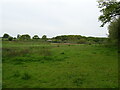 Rough grazing near St Leonards Grange in SO42 7XE