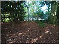 Leaf filled woodland floor in ML1 2HR