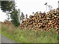 Log stacks, West Ditchburn in Eglingham