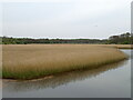 Reed bed, Lymington River in SO41 9BX