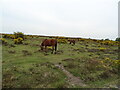 New Forest ponies beside Setley Road in SO42 7UH