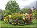 Deciduous azaleas in garden at Forty Hall, Enfield in EN2 9HA