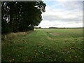 Field edge and boundary plantation in Barnby in the Willows