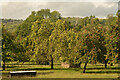 Apple Trees in an Orchard, near Wells, Somerset in BA5 3AH