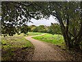 Path emerging from woods, Woodgate, Pease Pottage in RH11 9UW