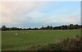 Sheep pasture by the River Great Ouse, Cold Brayfield in MK43 8ER