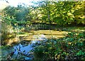 Pond, Cromer's Wood, near Sittingbourne in Broadoak