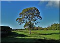 Tree behind Gothic Farm, Romiley in SK6 4LS