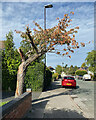Things people do to trees: Sunnybank Road, B73 in B72 1NA