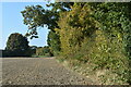 Field edge beside lane to Wootton Rivers in SN8 4NJ