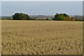 Copses in a stubble field in SG18 9TA