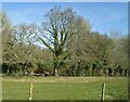 Grazing and woodland near East Dean in SO51 0JP