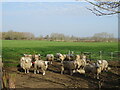 Sheep, North Gorley in SP6 2EY