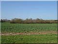 Crop field towards Floodstreet Copse in SP6 2BT