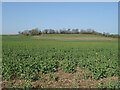 Oilseed rape crop off the A338 in SP5 3HW