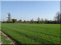 Cereal crop off the A338 in SP5 4HJ