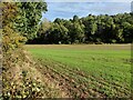 Farmland and woodland at Brindley's Heath in DY7 6AG