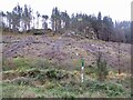 Clear felled area, Dalzell Wood in FK8 3TG
