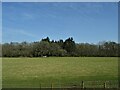 Grazing and woodland, Awbridge in SO51 0HE