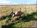 Bird sculpture beside the path to North Gare in TS25 2DN