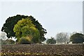 Starston, Thurlings Farm: Ploughed field in IP20 9PH