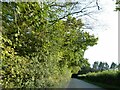Overhanging trees on narrow road, north of Clawdd-Coch in CF71 7UP