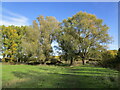 Trees by the River Nene in PE7 3UU