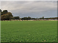 Field with sheep near Almondell Country Park in EH52 5PE