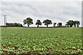 Bracon Ash: Field with growing crop in NR16 1BJ