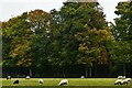 Letton: Sheep grazing in Letton Hall Park in IP25 7PS