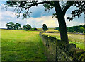 Stone walled pasture in SK6 5PP