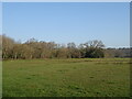 Grazing and woodland, Leigh Common in BH21 2BX