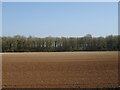 Prepared field and woodland off the B3075 in BH20 7EL