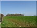 Cereal crop towards woodland in BH20 7DR