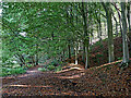 Woodland bridleway east of Badger in Shropshire in WV15 5LT