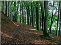 Woodland bridleway to Stableford in Shropshire in WV15 5LT