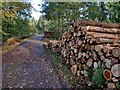 Timber stacks in Eymore Wood in DY12 1PR