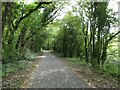 Trees overhanging Taff Trail in CF37 5SS