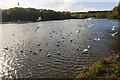 Lively gulls on Longmoor Pool in B73 6PX