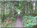 Loch Ard Forest - Footpath and bridge near to Milton in FK8 3TG