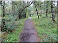 Loch Ard Forest - Footpath on the southern side of Duchray Water near Milton in FK8 3XB