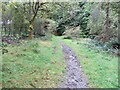 Loch Ard Forest - Footpath near Blairhullichan in FK8 3TW