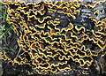 Hairy Curtain Crust (Stereum hirsutum) in IV30 8RS