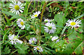 Tall Fleabane (Erigeron annuus) in IV30 8RS