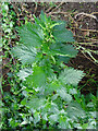 Small Nettle (Urtica urens) in IV30 8RS