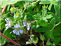 Small-flowered Cranesbill (Geranium pusillum) in IV30 8RS