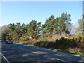 Woodland beside the A351 in BH16 6LS