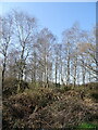 Birch woodland beside Puddletown Road in BH20 6AJ