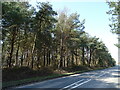 Woodland beside Puddletown Road in BH20 7PJ